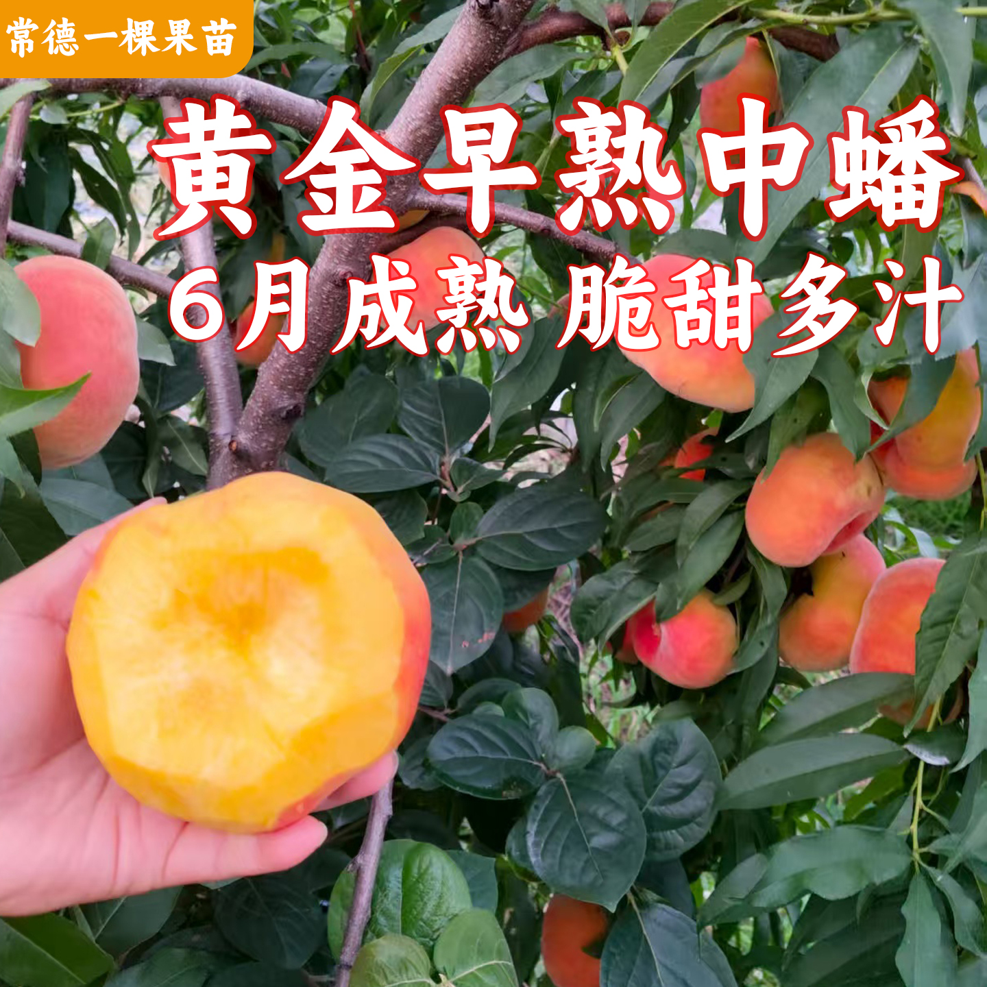 黄金早熟中蟠桃苗脆甜早熟6月桃子树苗黄肉蟠桃中等果可盆栽地栽