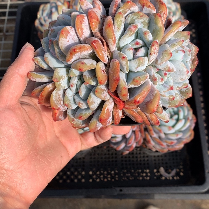 宇***哥12402end们嗯嗯嗯是石化