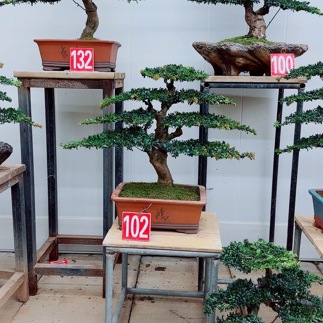 完全开放盆景园林盆景