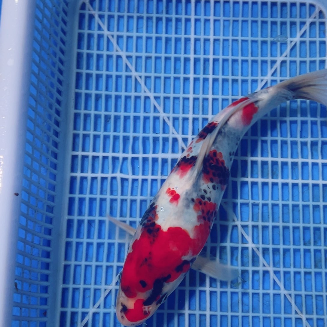 锦鲤锦鲤观赏鱼1111