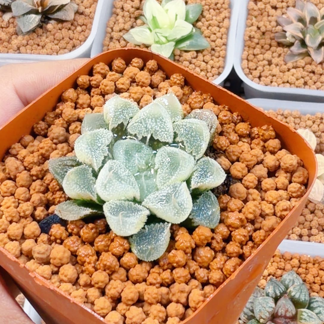 亿***然无花朵十二卷白帝城