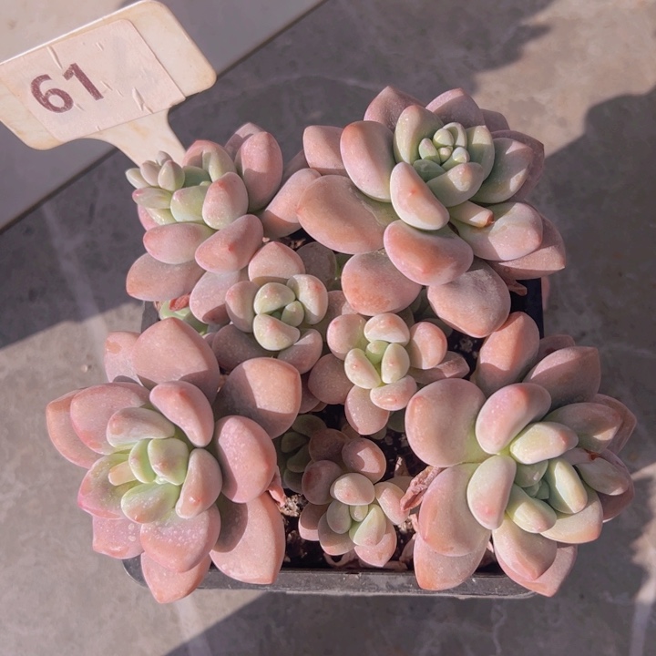 健健康康平平安安