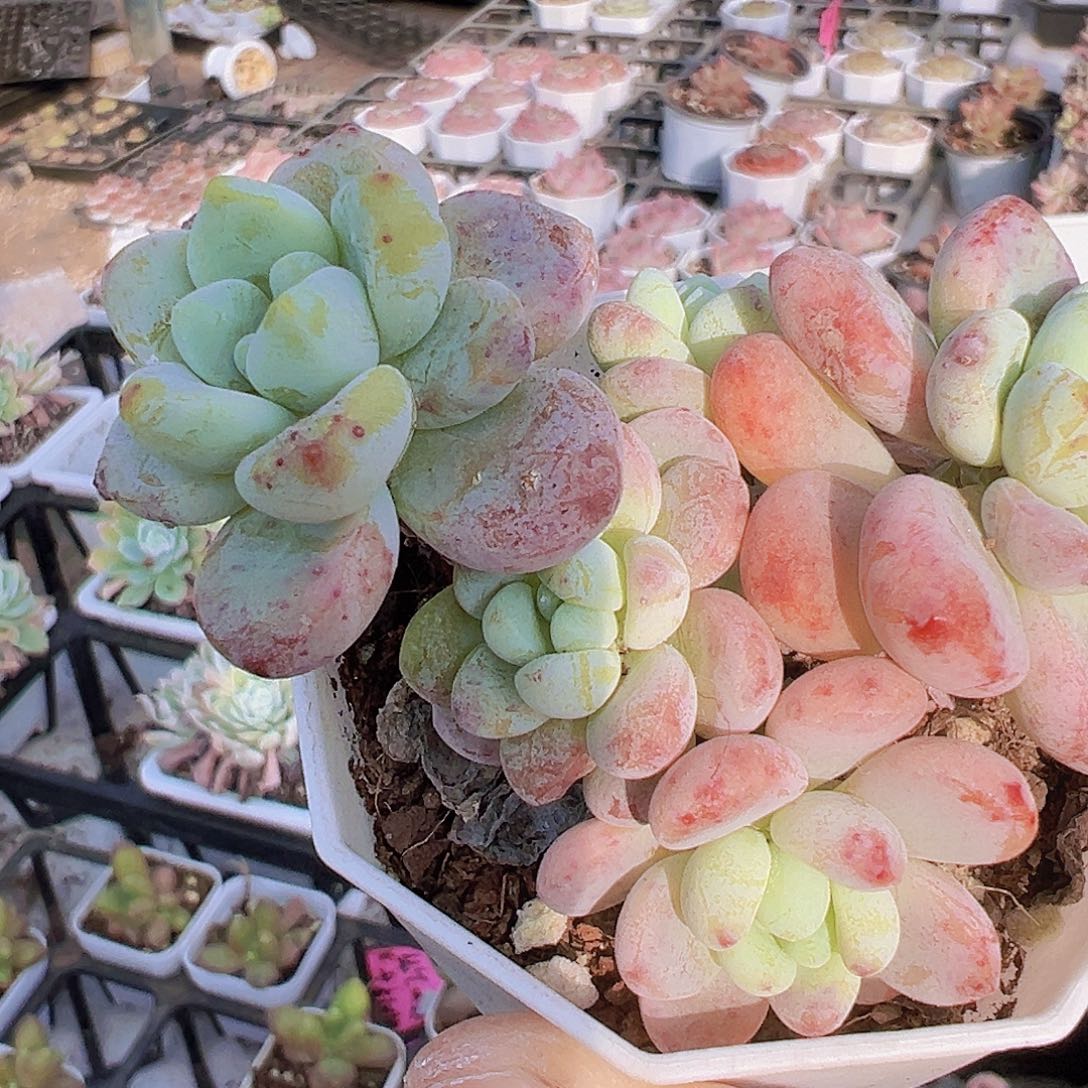 樱花罗琦19包邮多肉