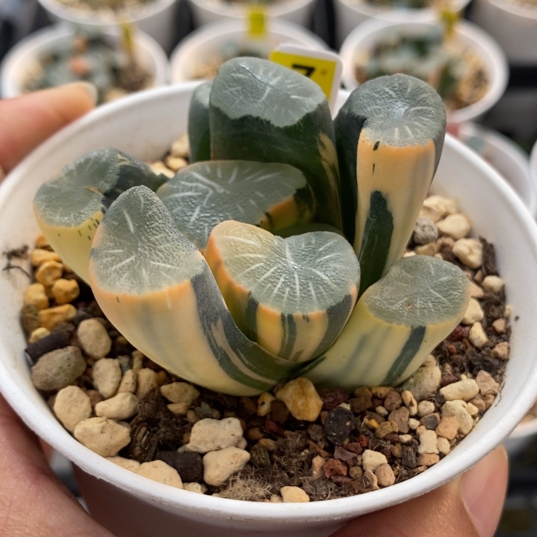 7欧大宝实生万象锦