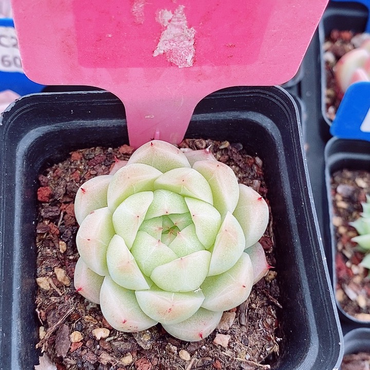 福利款5cm多肉植物