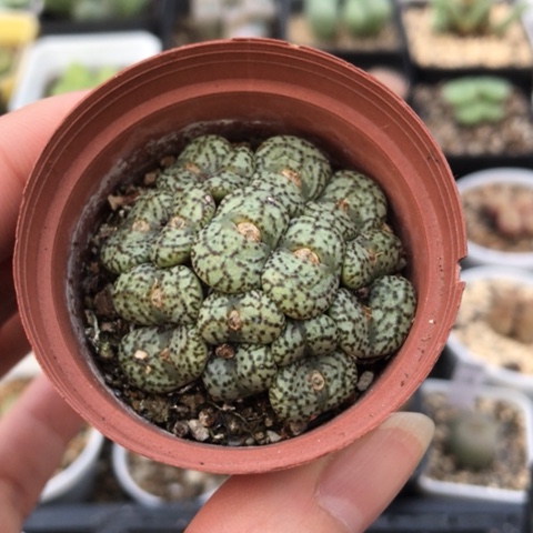 多肉肉锥 16头安贞