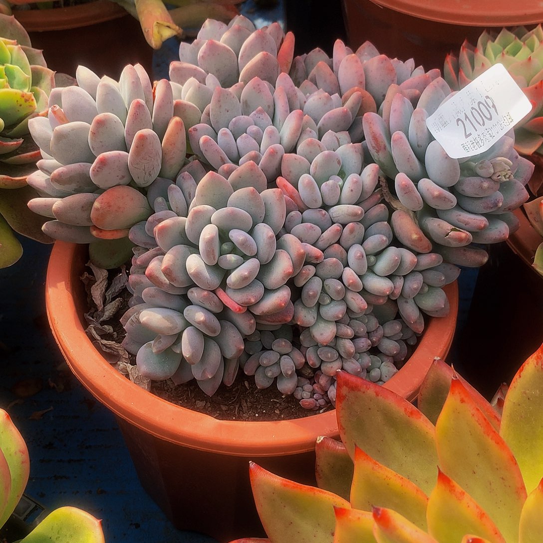 新***装咖啡美人21009多肉多肉