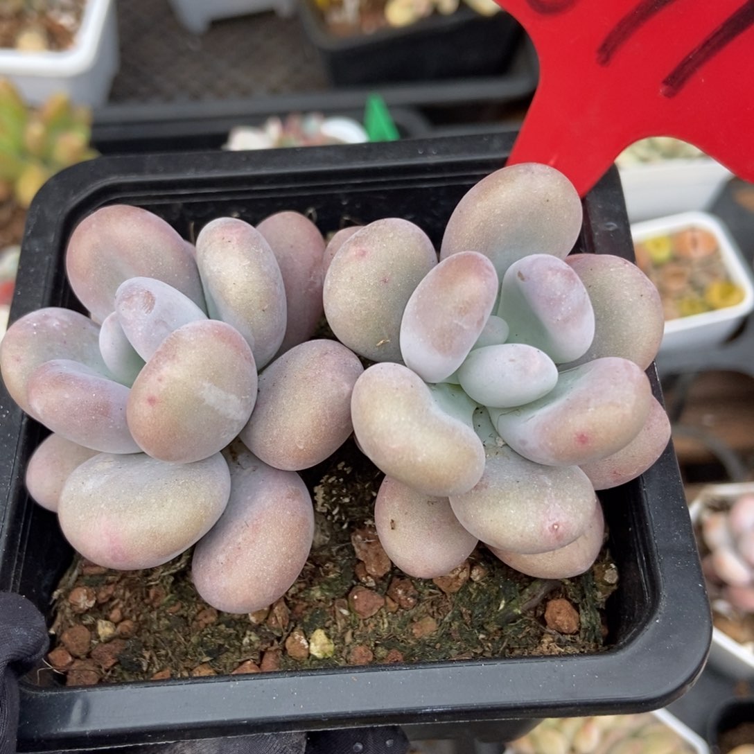 671鸡蛋奶多肉植物保护