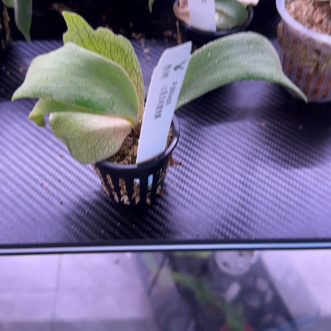 山采爪哇鹿角蕨鹿