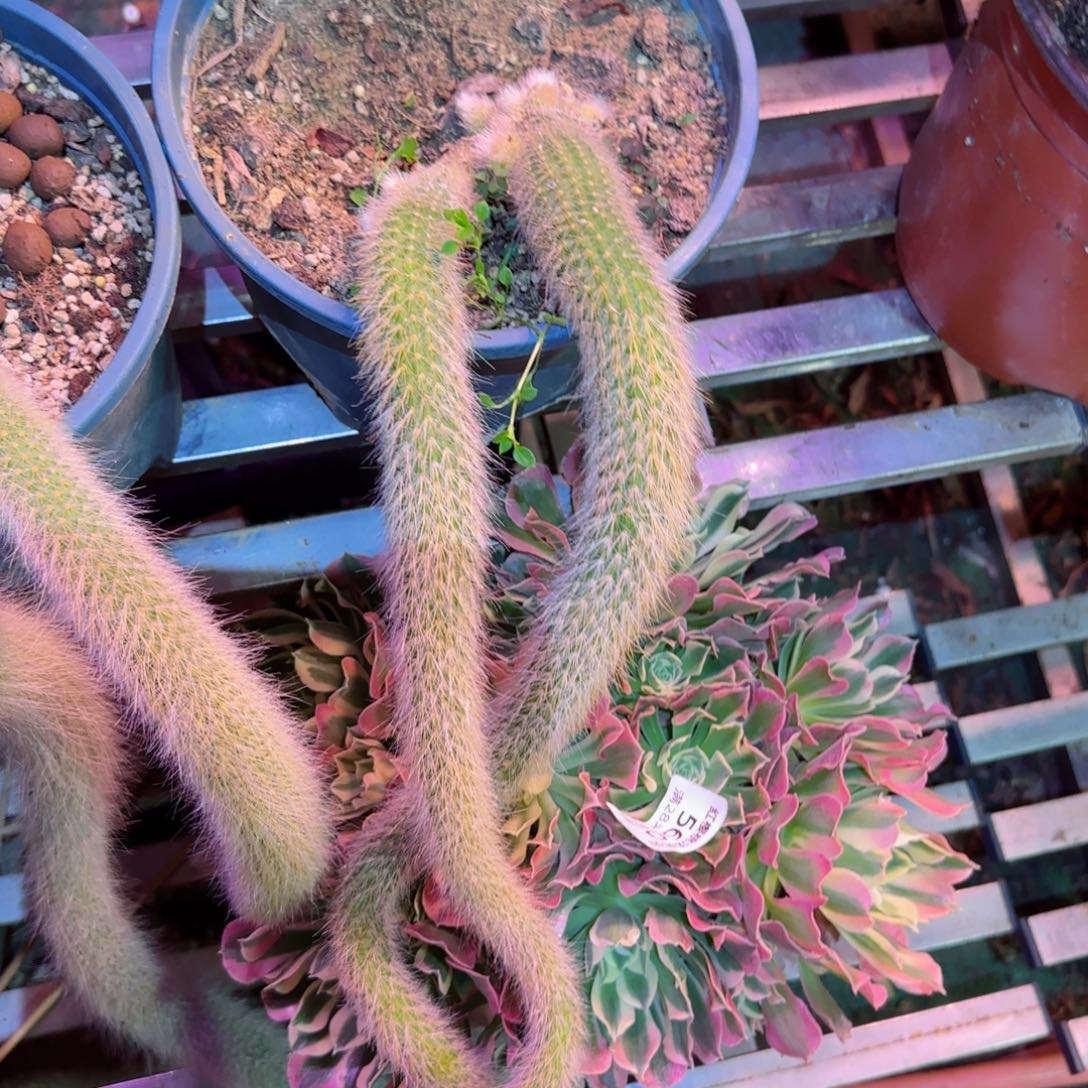 九尾狐法师多肉00000