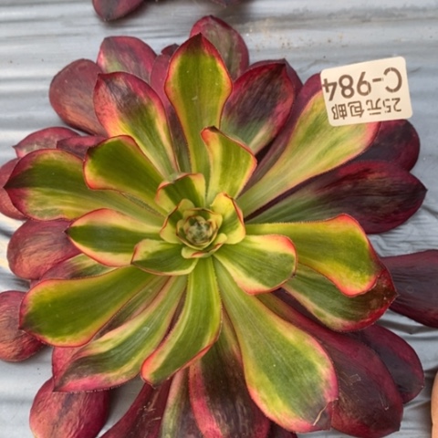 984五毒白锦满25包邮多肉