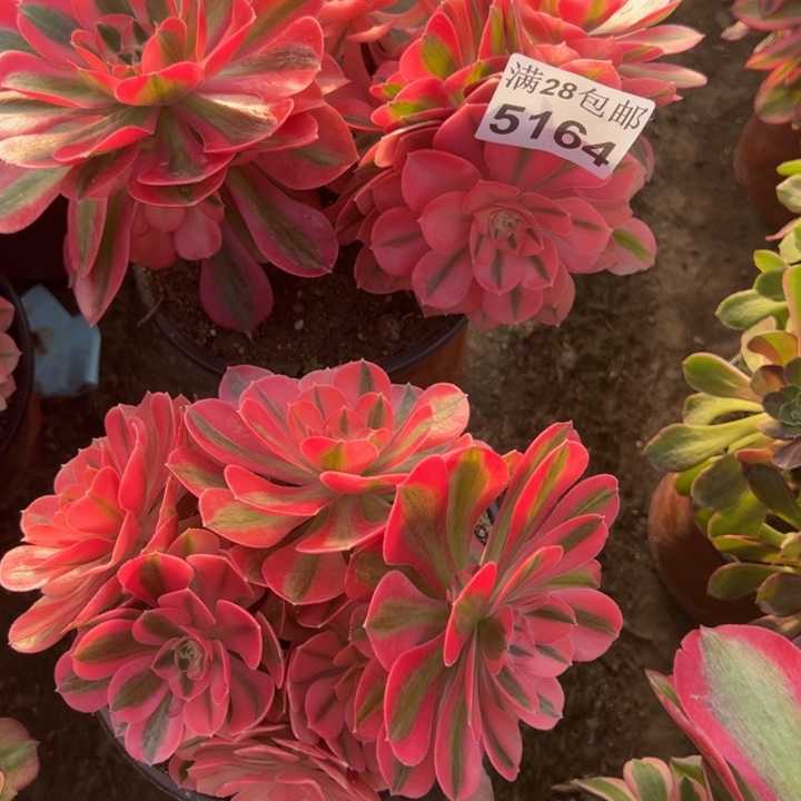 5164两颗女巫多肉植物