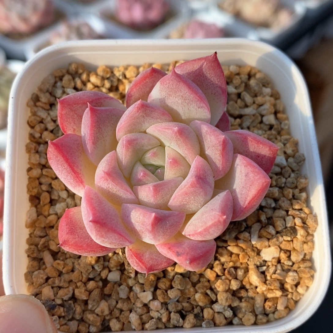 精品多肉一物一拍117