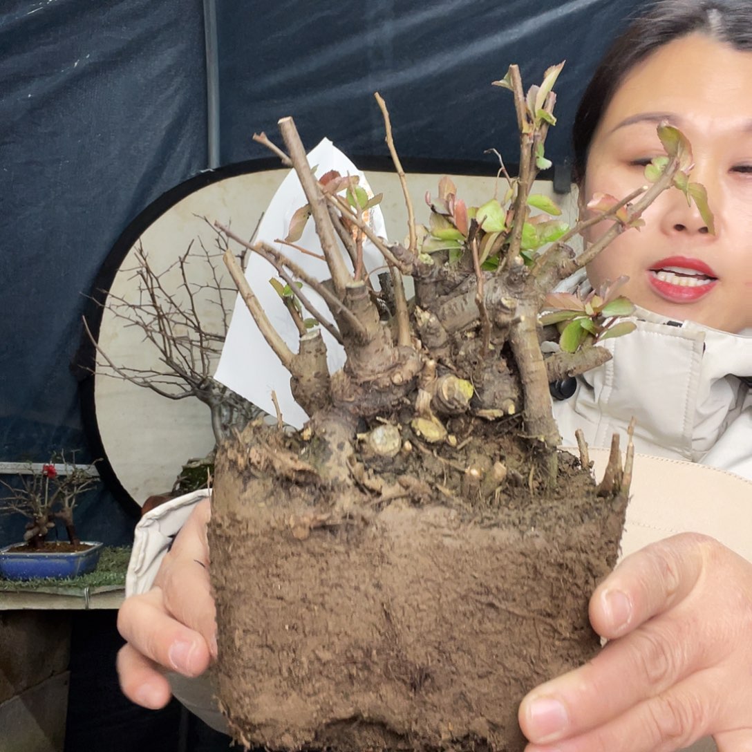 无花朵海棠花777770