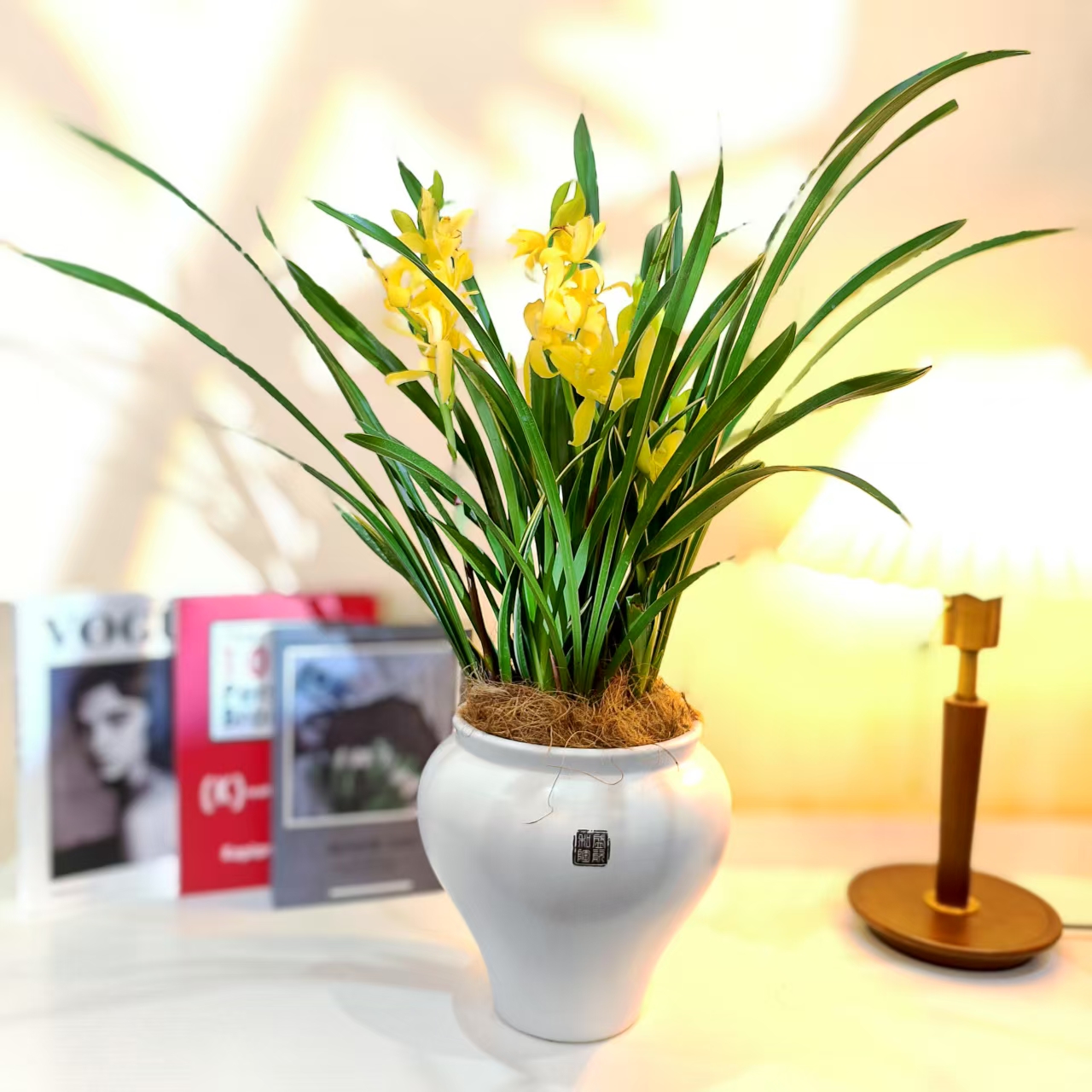 【多多花卉】黄金小神童兰花带花苞开花浓香型室内好养花卉绿植