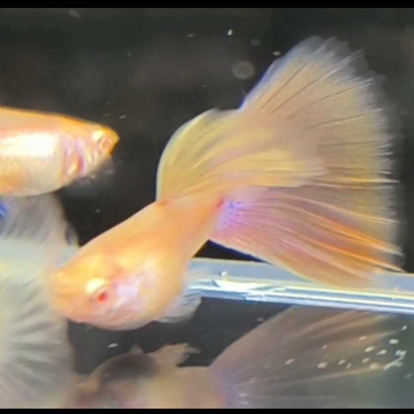 精品孔雀鱼金粉热带鱼观赏鱼（入缸不包损）