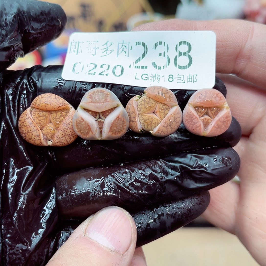 郎哥多肉生石花20-238