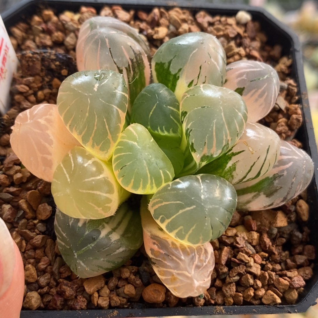 82孔明灯玉露锦一物一拍