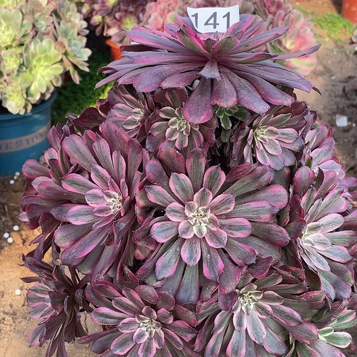 太***花141粉铜对肉植物的