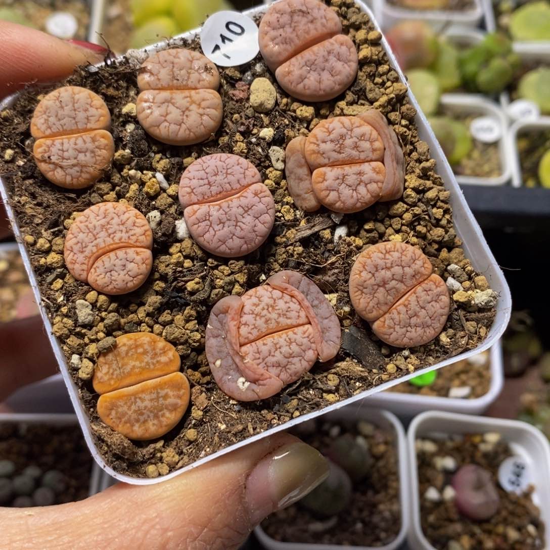 拿铁9颗（多肉植物