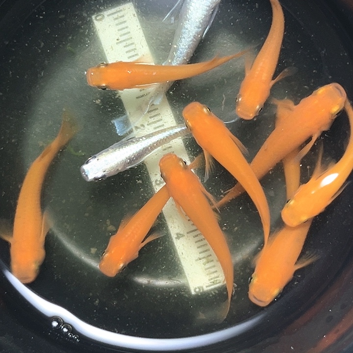 灯科鱼观背青鱂029