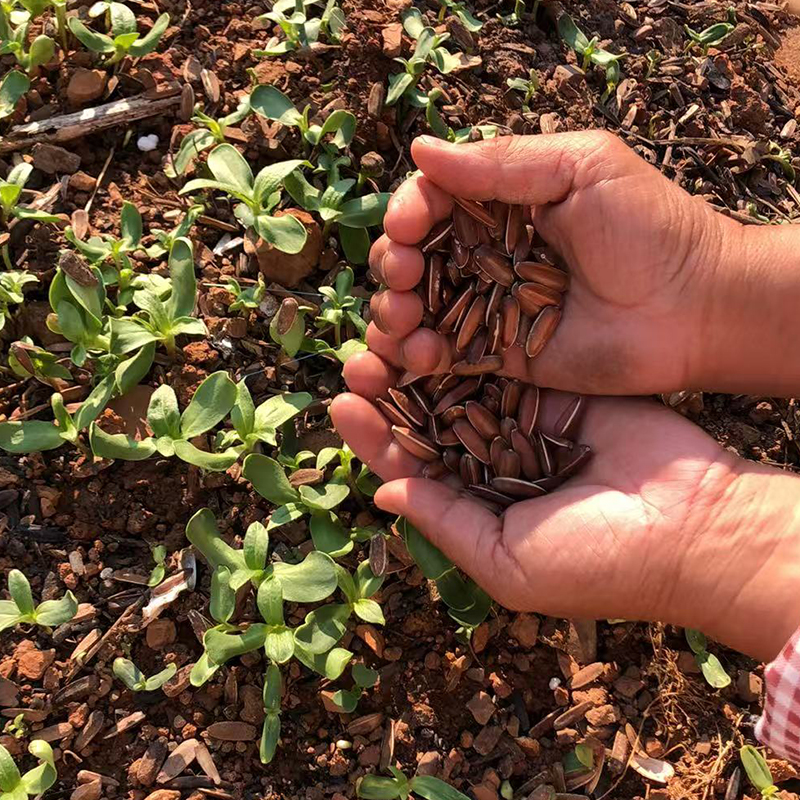 【峨山李红标】云南红皮瓜子种植种子（特大颗粒）【种植种子】