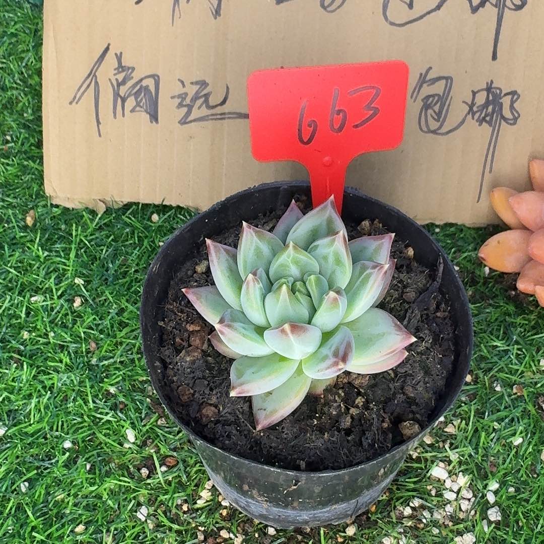 云南多肉小栈美人系663