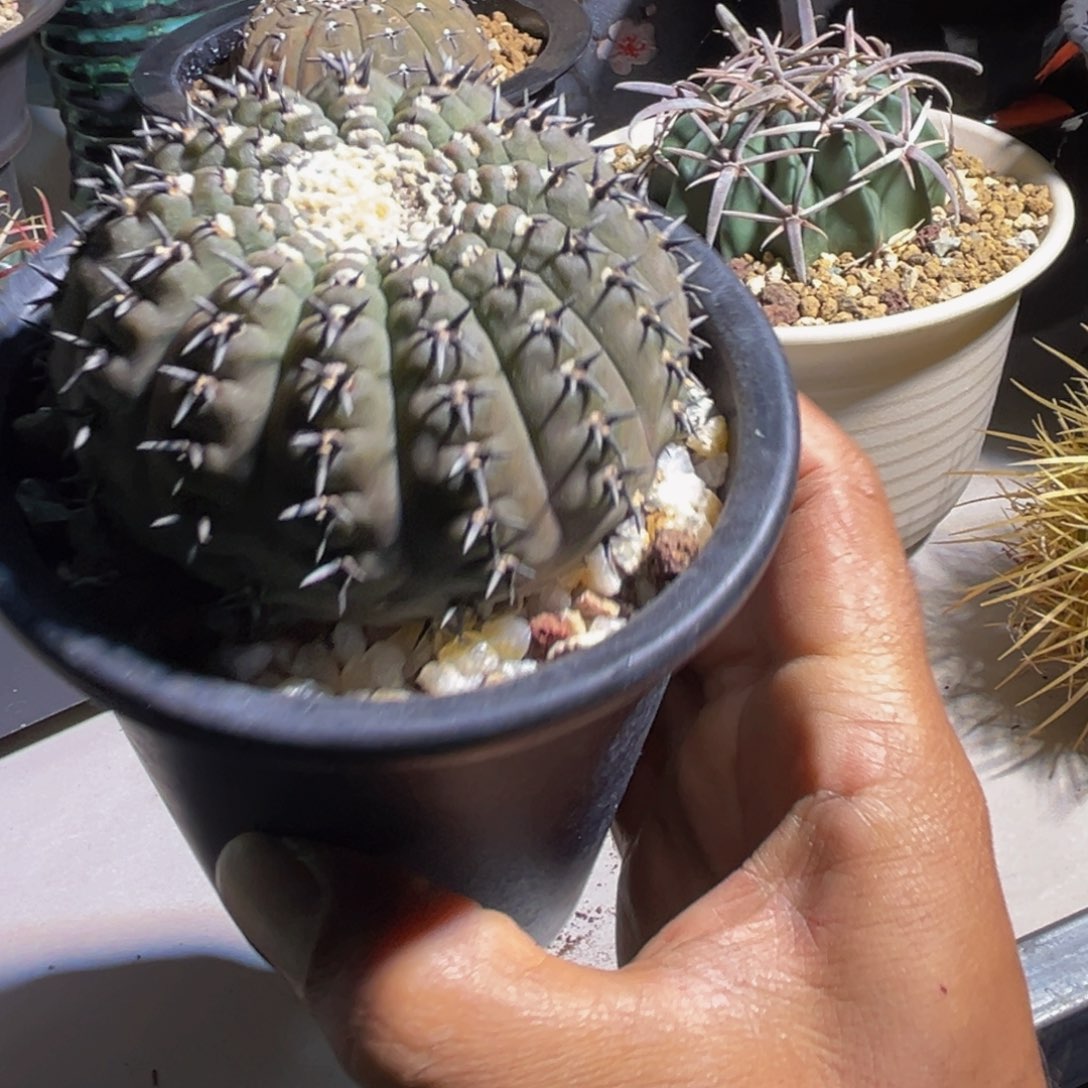 猪**妈阿根廷黑凤福利花友价