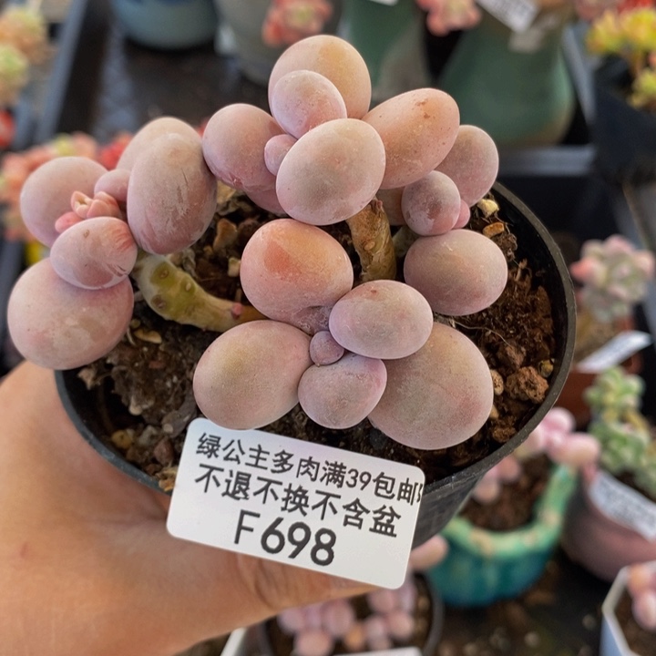 烟美人芭比奶洛7cm698多肉植物