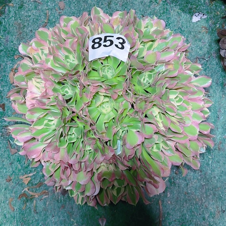 【闪购商品】853白凤2-8