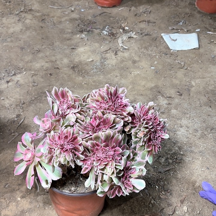 多肉植物粉女朗缀5