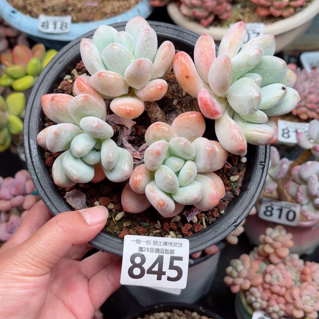 香水老桩无盆土发货