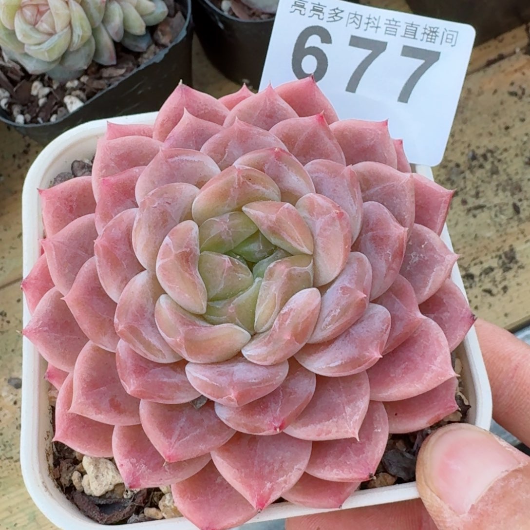 母本冰魄         精品多肉