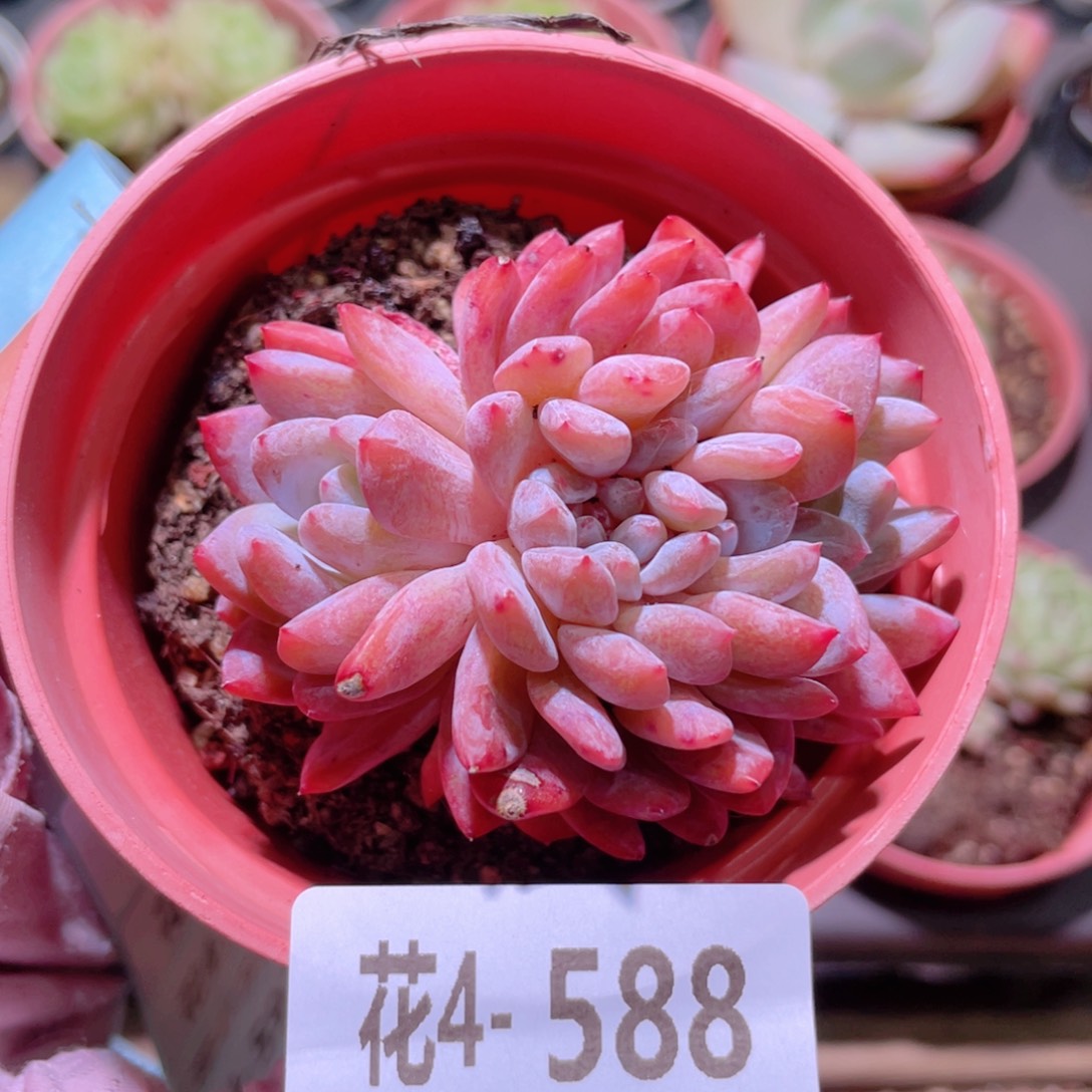 花利美4-588橙梦露缀化