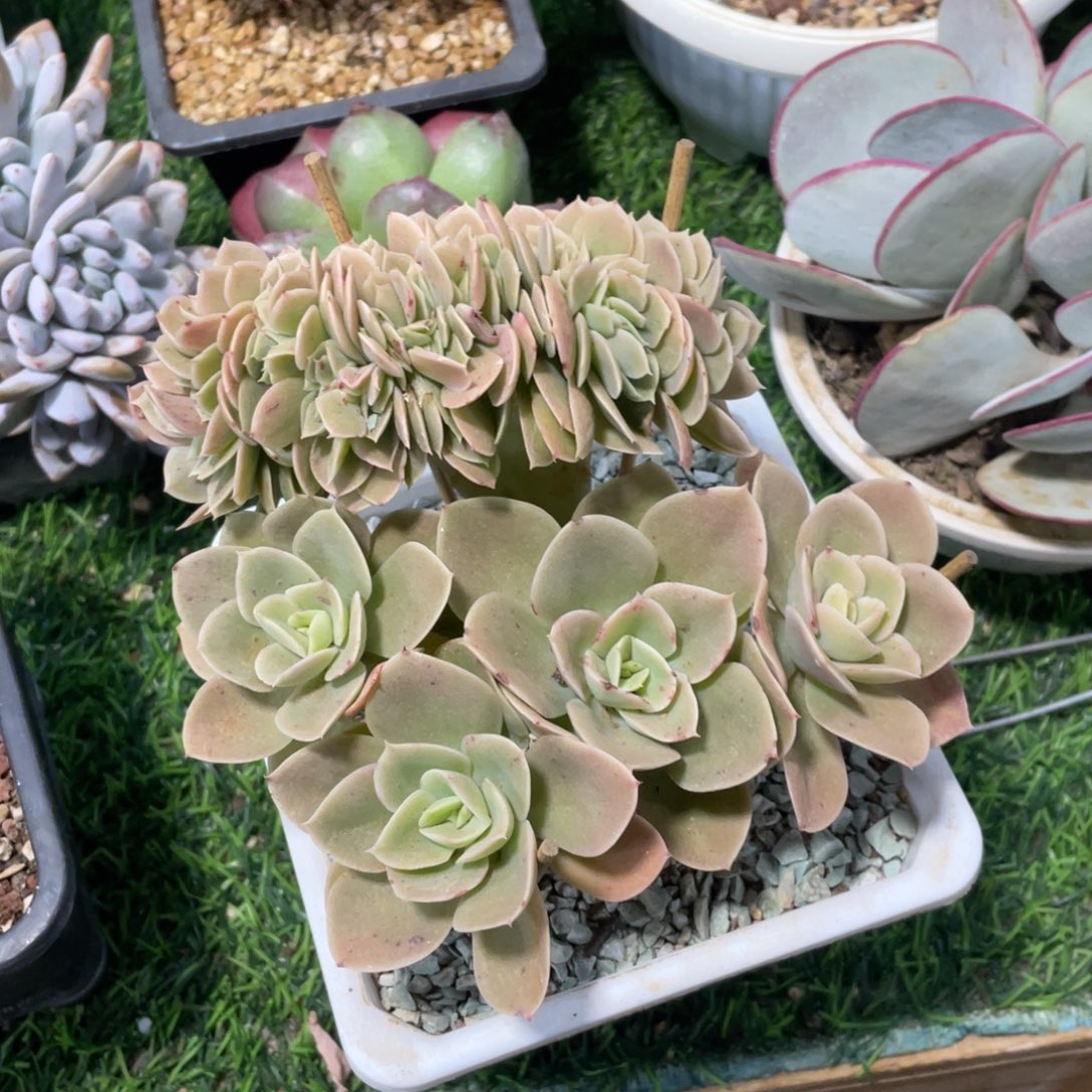 星娜塔冠幅16 公分一物一拍