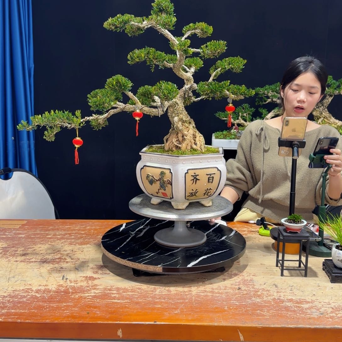 黄杨室内室外盆景艺术