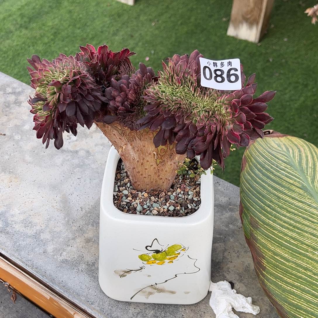 086黑金刚缀化一