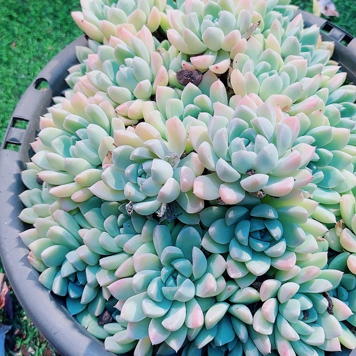 夢***想奶油美人一物一拍67号