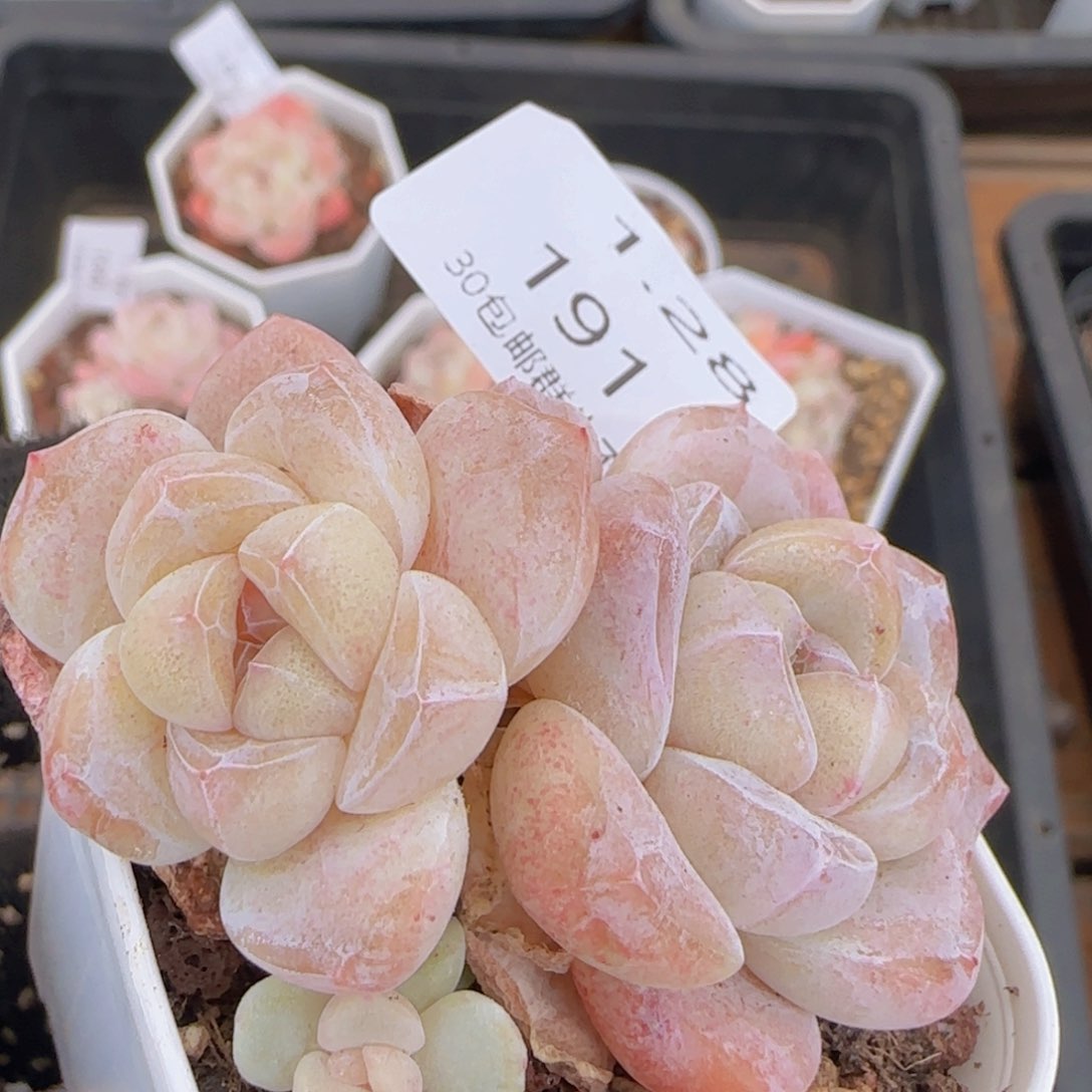 三头紫心冰玉一颗脱土