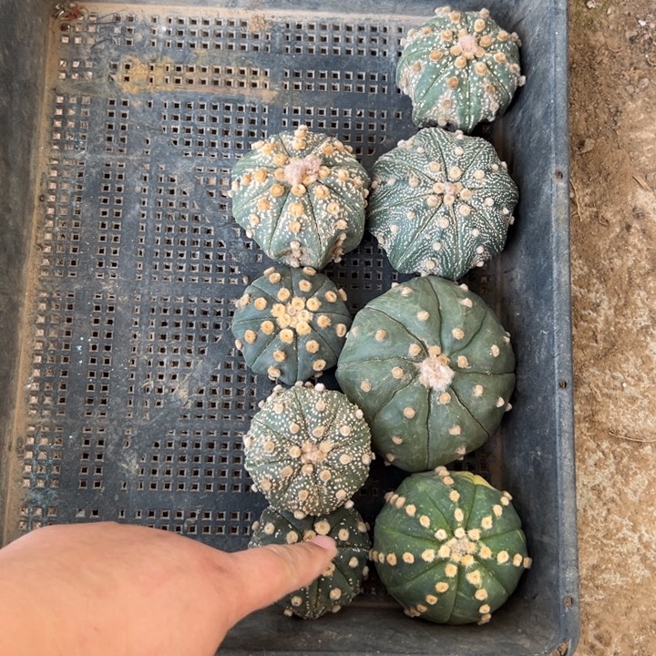 兜兜仙人球一筐1728号