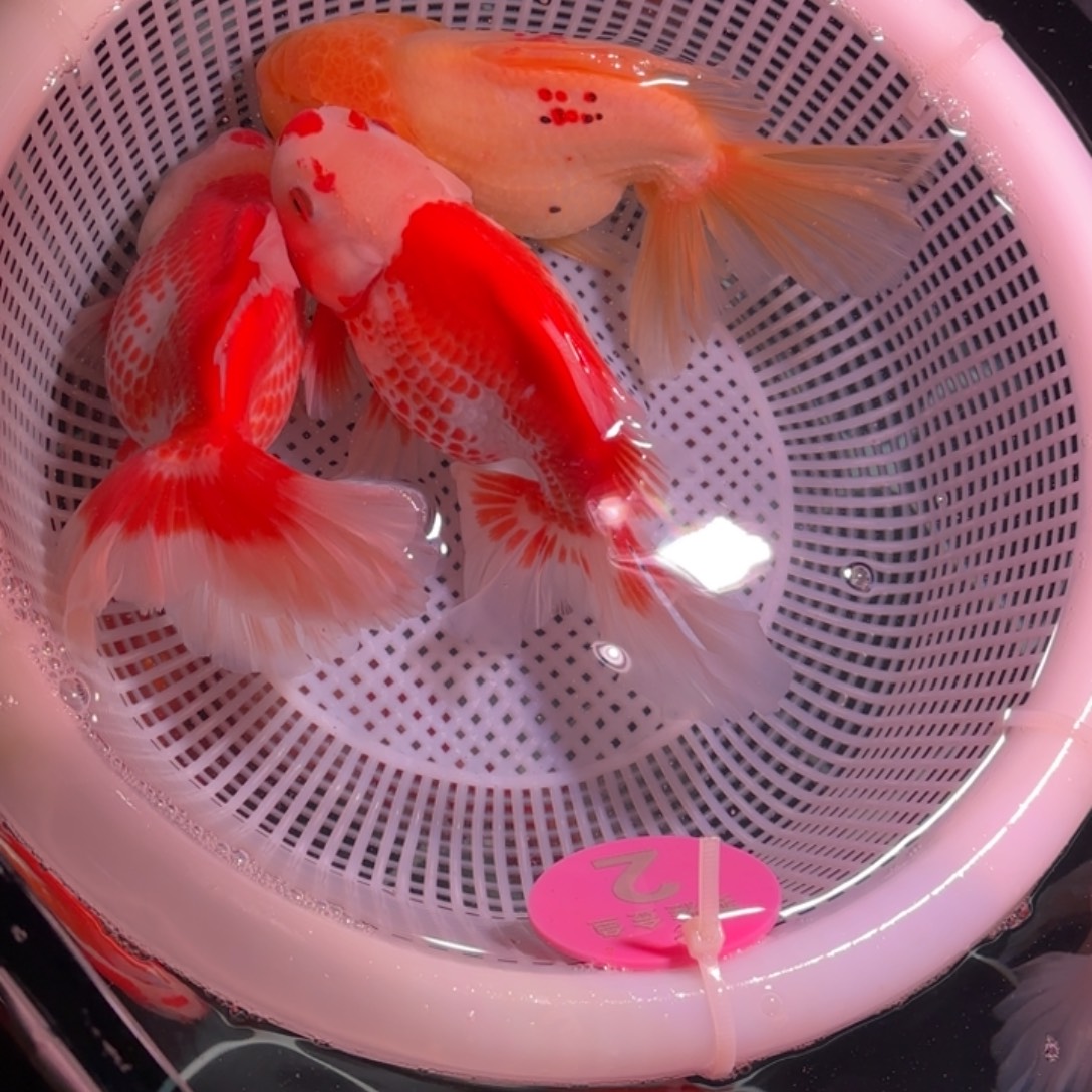 焦啊老板专拍链接