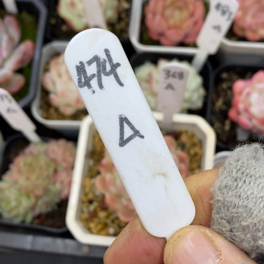 精品多肉一物一拍不包整474小白药