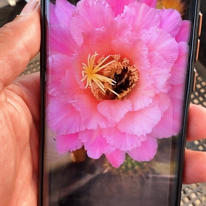 毛 糖果 /侧芽歪20包邮/