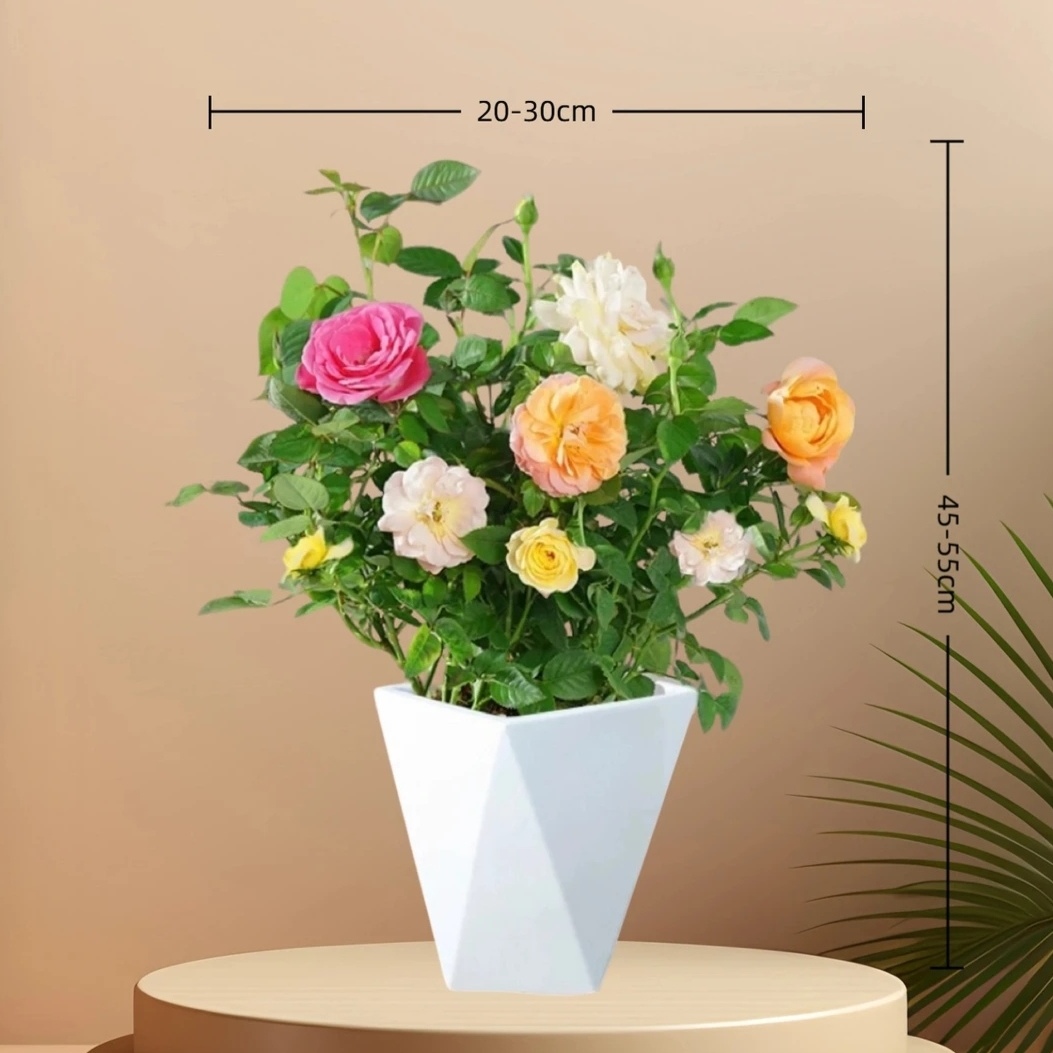 【混色白盆】带花苞扦插月季花苗玫瑰花南北方可种植盆栽地栽花卉