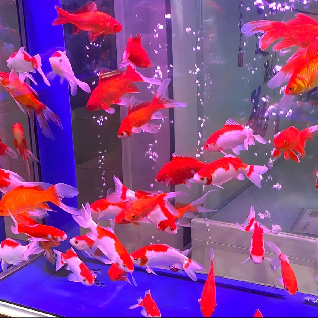 极品红白大草金 11-14cm尺寸足好养活漂亮超萌宠物  全国包邮