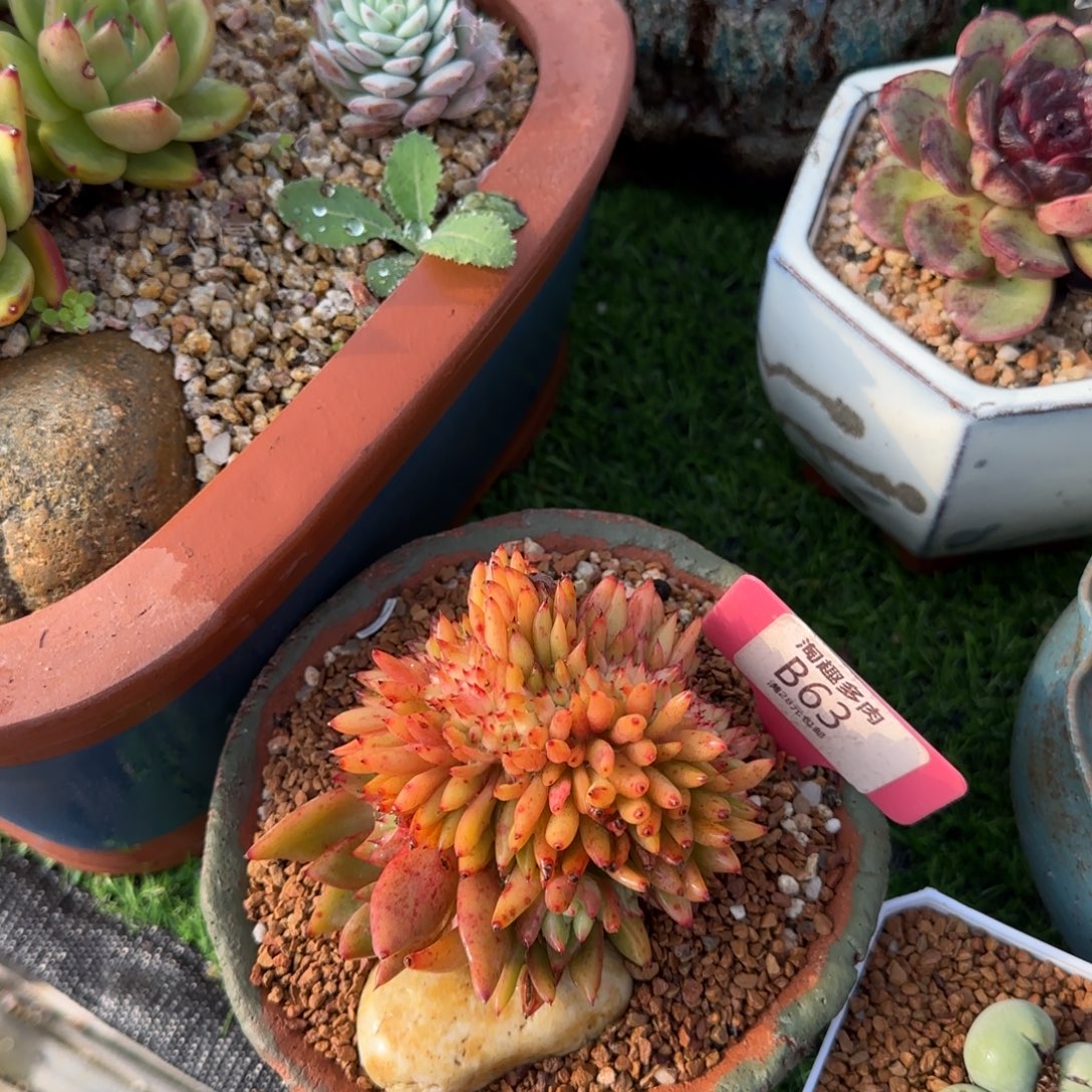 (***寻多肉植物，超薄黄体坠催化