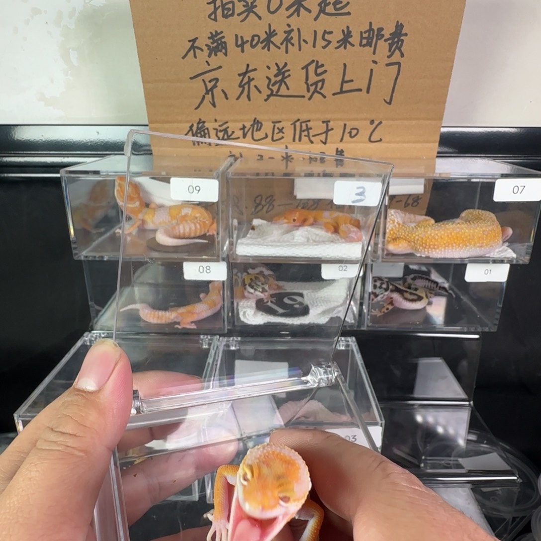 豹纹守宫橘白妹妹