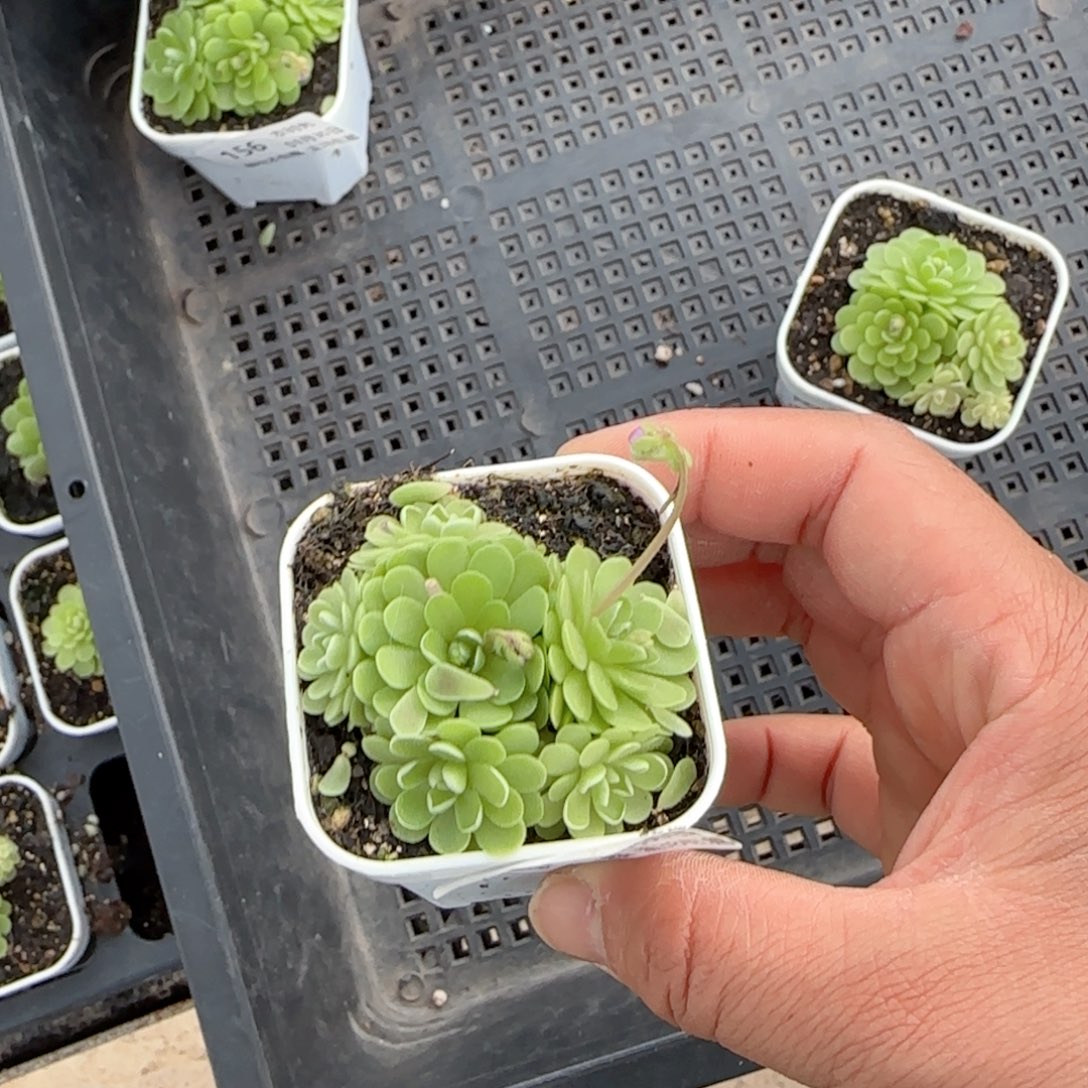 【闪购商品】0130-158