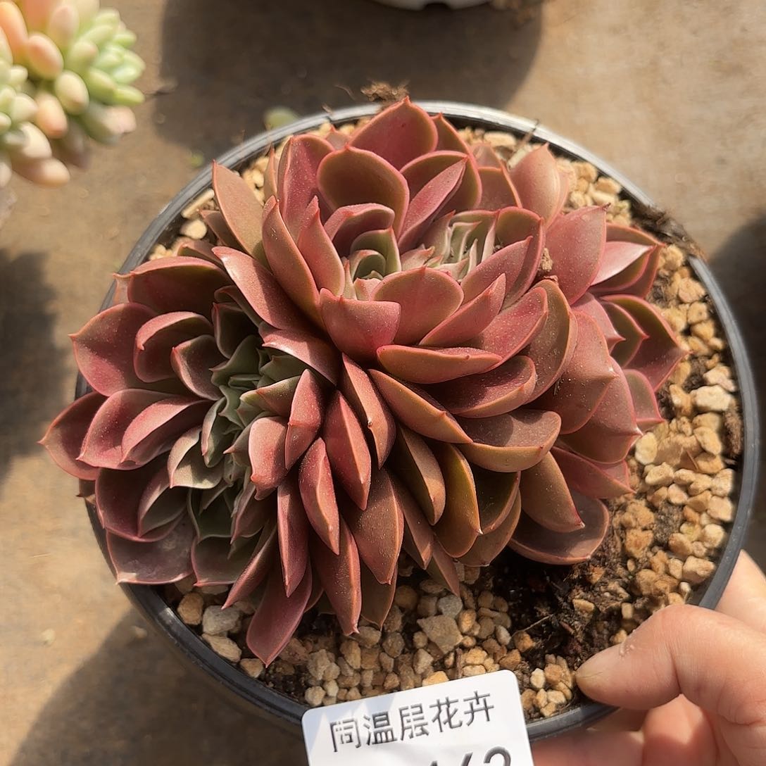 同温层多肉红灯缀162