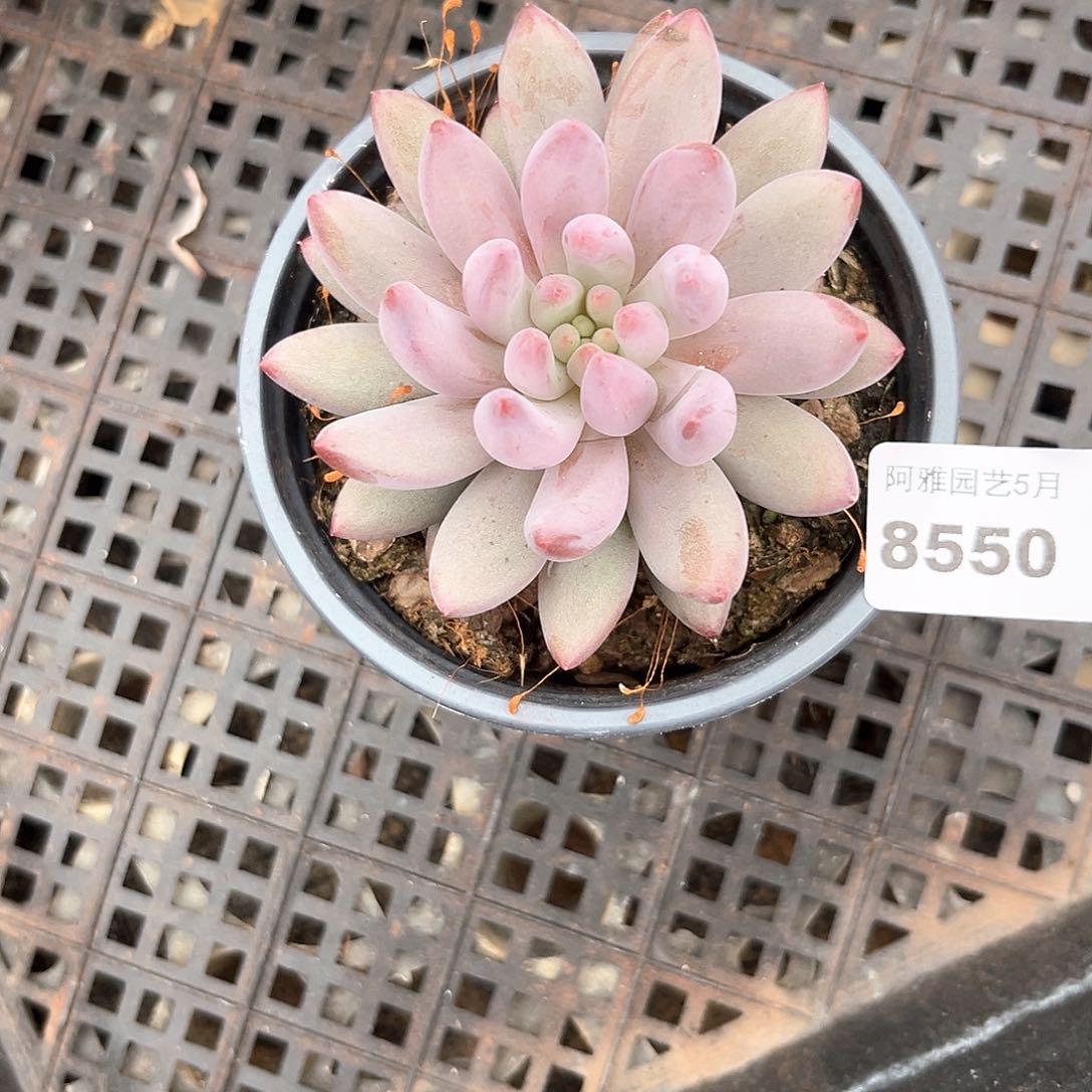 阿雅园艺。   8550